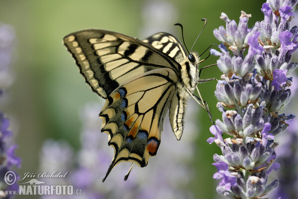 Schwalbenschwanz (Papilio machaon)