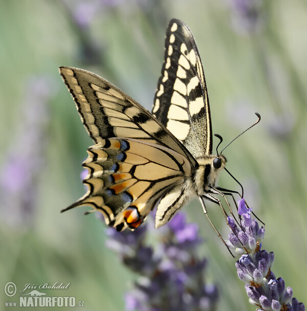 Schwalbenschwanz (Papilio machaon)