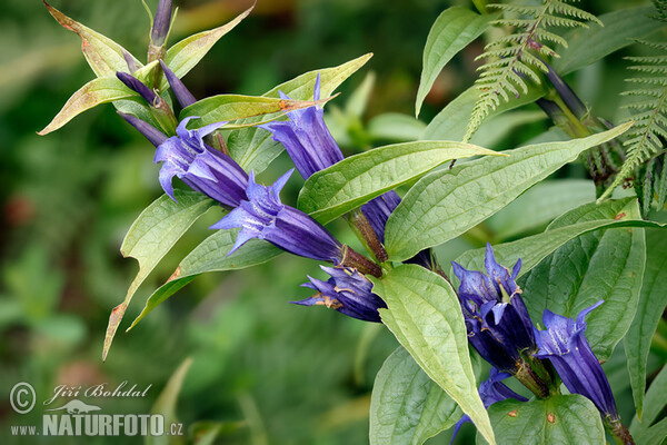 Schwalbenwurz Enzian (Gentiana asclepiadea)