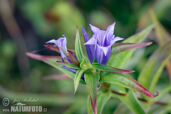 Schwalbenwurz Enzian (Gentiana asclepiadea)