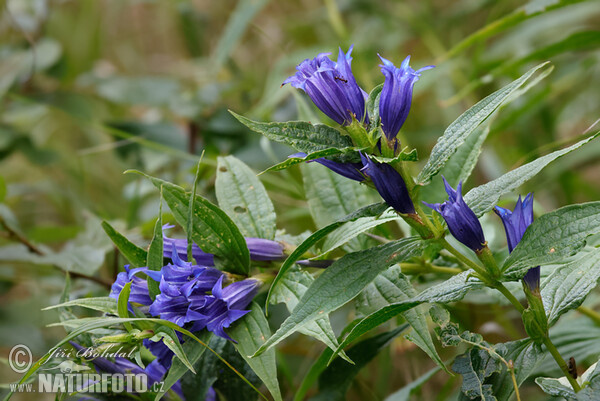 Schwalbenwurz Enzian (Gentiana asclepiadea)