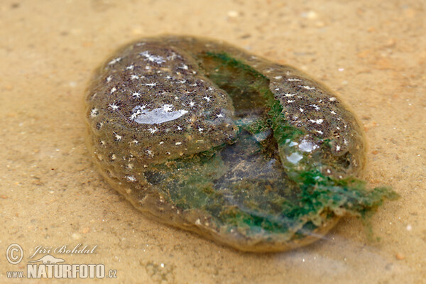 Schwammartiges Moostierchen (Pectinatella magnifica)