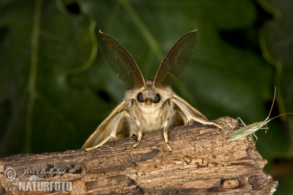 Schwammspinner (Lymantria dispar)