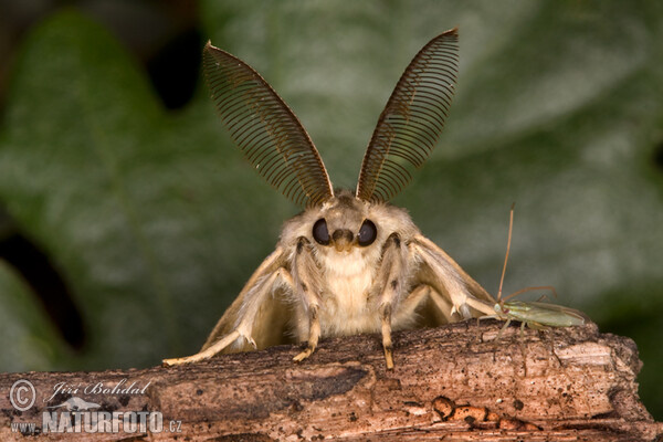 Schwammspinner (Lymantria dispar)