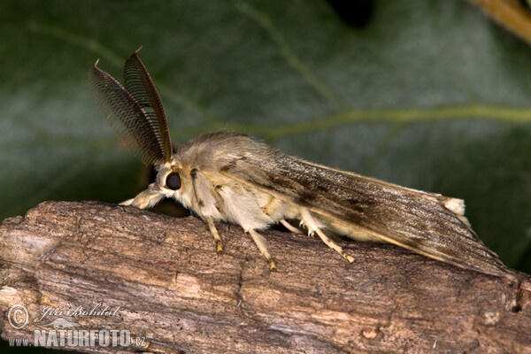 Schwammspinner (Lymantria dispar)