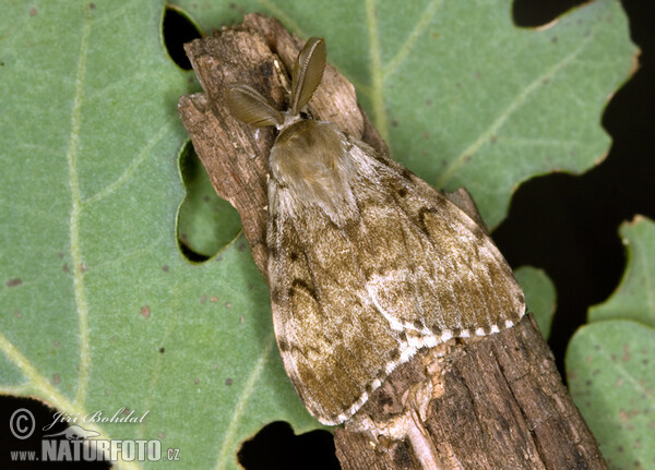 Schwammspinner (Lymantria dispar)