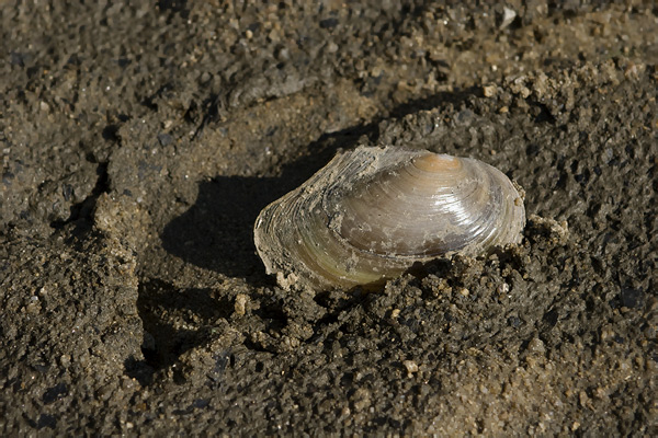 Schwannenmuschel (Anodonta cygnea)