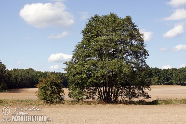 Schwarz Erle (Alnus glutinosa)