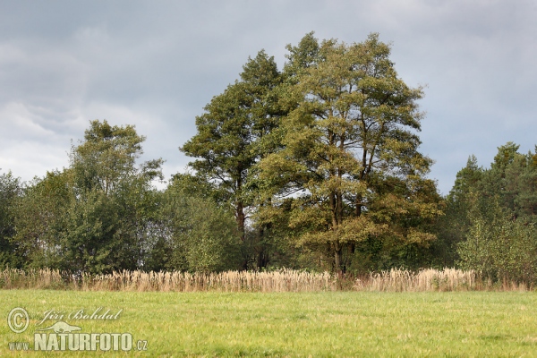 Schwarz Erle (Alnus glutinosa)