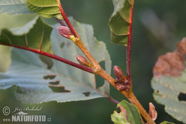 Schwarz Erle (Alnus glutinosa)