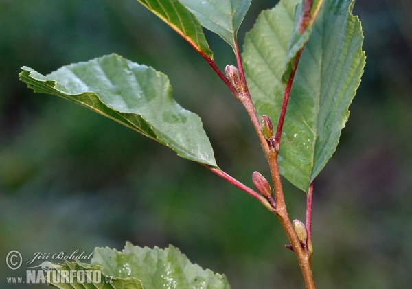 Schwarz Erle (Alnus glutinosa)