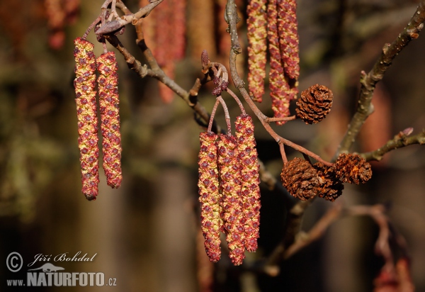 Schwarz Erle (Alnus glutinosa)