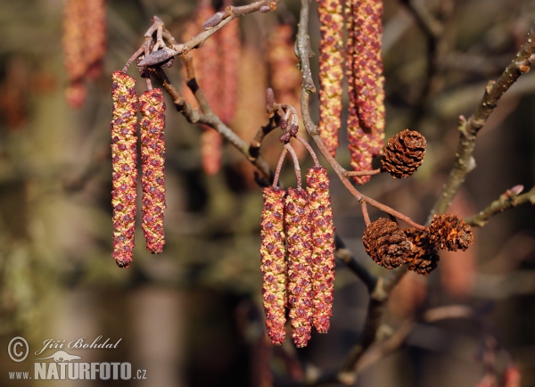 Schwarz Erle (Alnus glutinosa)