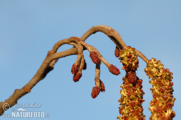 Schwarz Erle (Alnus glutinosa)