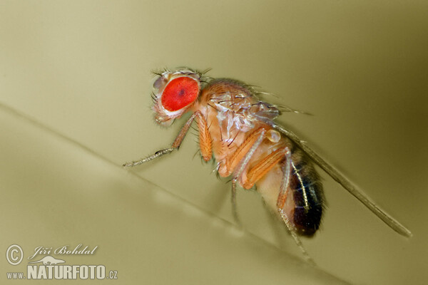 Schwarzbäuchige Taufliege (Drosophila melanogaster)