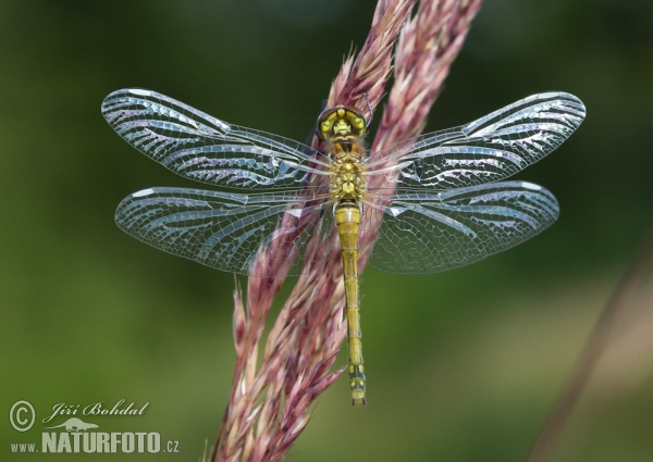 Schwarze Heidelibelle (Sympetrum danae)