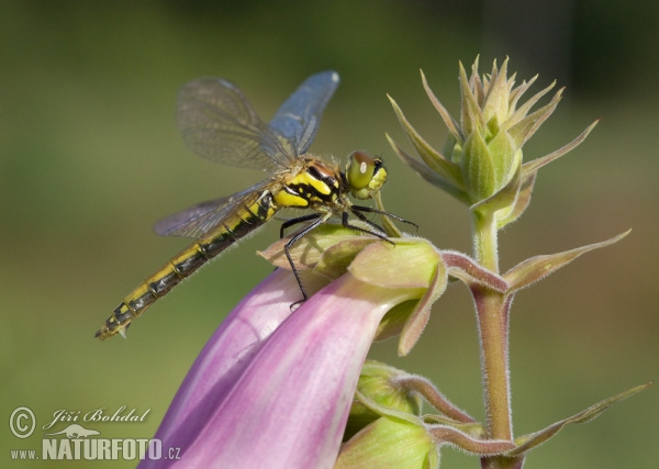 Schwarze Heidelibelle (Sympetrum danae)