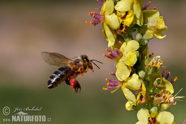 Schwarze Königskerze (Verbascum nigrum)