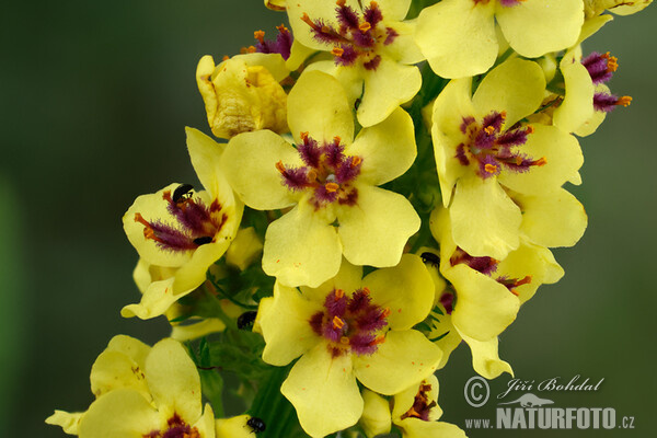 Schwarze Königskerze (Verbascum nigrum)