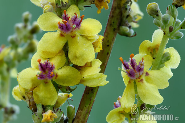 Schwarze Königskerze (Verbascum nigrum)