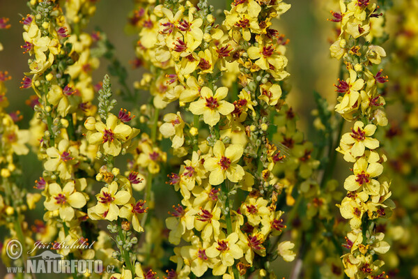 Schwarze Königskerze (Verbascum nigrum)