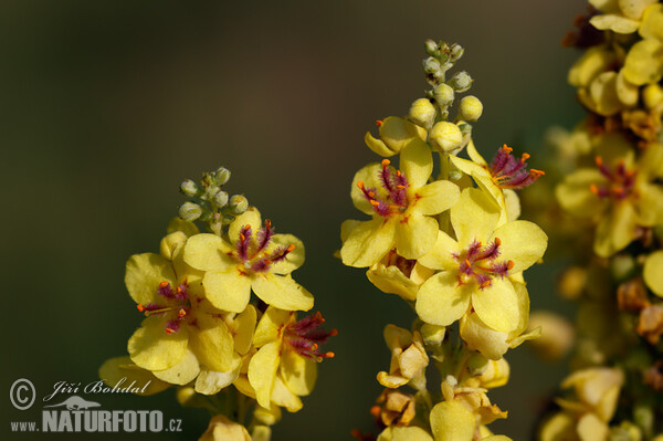 Schwarze Königskerze (Verbascum nigrum)