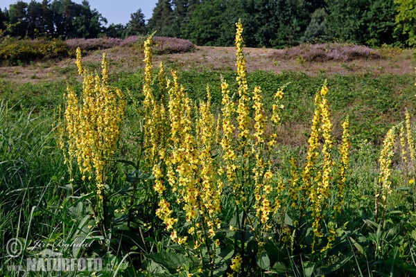 Schwarze Königskerze (Verbascum nigrum)