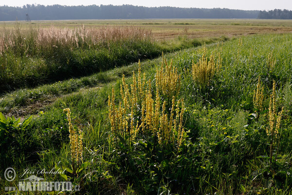 Schwarze Königskerze (Verbascum nigrum)