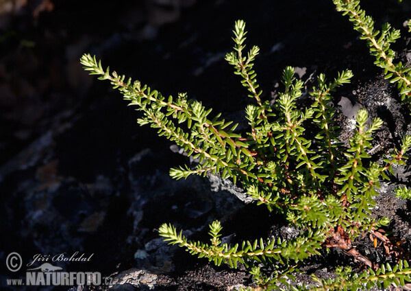 Schwarze Krähenbeere (Empetrum nigrum)