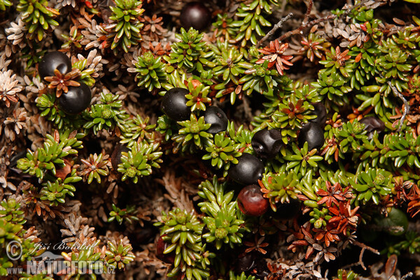 Schwarze Krähenbeere (Empetrum nigrum)