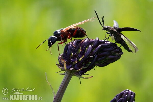 Schwarze Rossameise (Camponotus herculeanus)