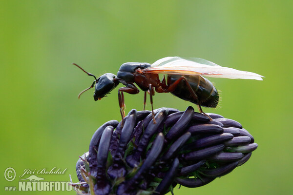 Schwarze Rossameise (Camponotus herculeanus)