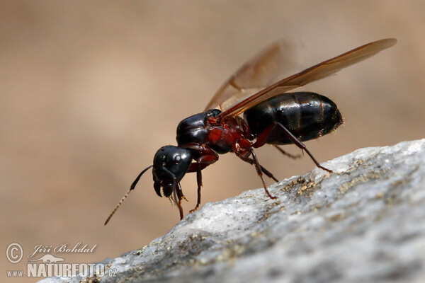 Schwarze Rossameise (Camponotus herculeanus)