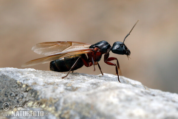 Schwarze Rossameise (Camponotus herculeanus)