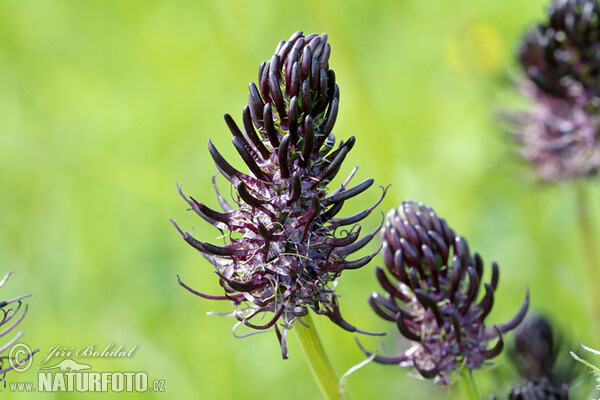 Schwarze Teufelskralle (Phyteuma nigrum)