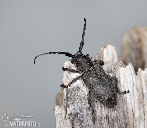 Schwarze Weberbock (Lamia textor)