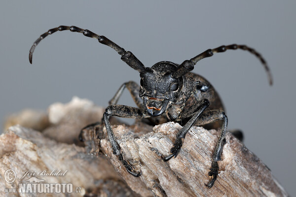 Schwarze Weberbock (Lamia textor)