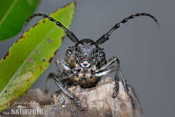 Schwarze Weberbock (Lamia textor)