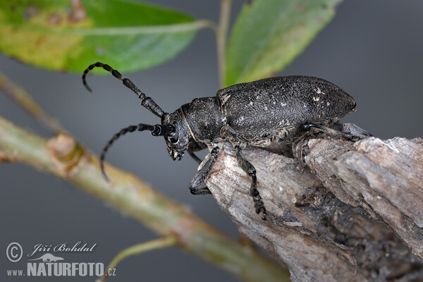 Schwarze Weberbock (Lamia textor)