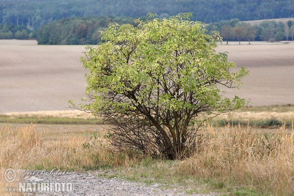 Schwarzer Holunder (Sambucus nigra)