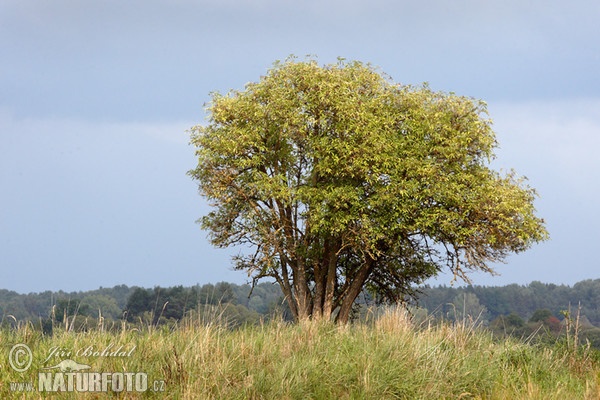 Schwarzer Holunder (Sambucus nigra)