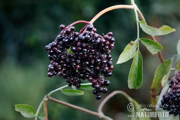 Schwarzer Holunder (Sambucus nigra)