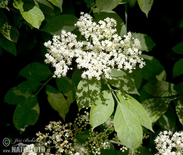 Schwarzer Holunder (Sambucus nigra)