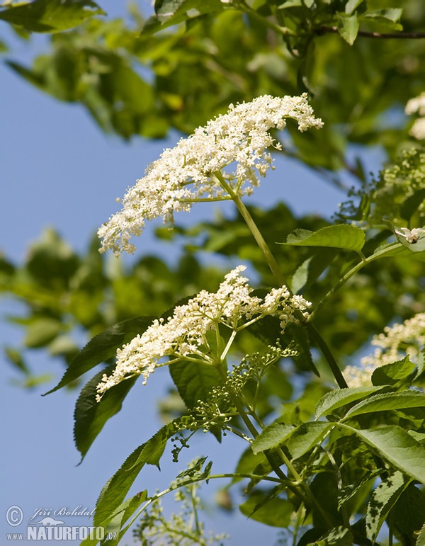 Schwarzer Holunder (Sambucus nigra)