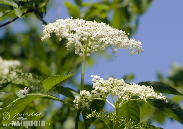 Schwarzer Holunder (Sambucus nigra)