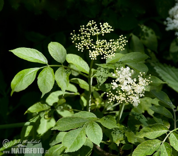 Schwarzer Holunder (Sambucus nigra)