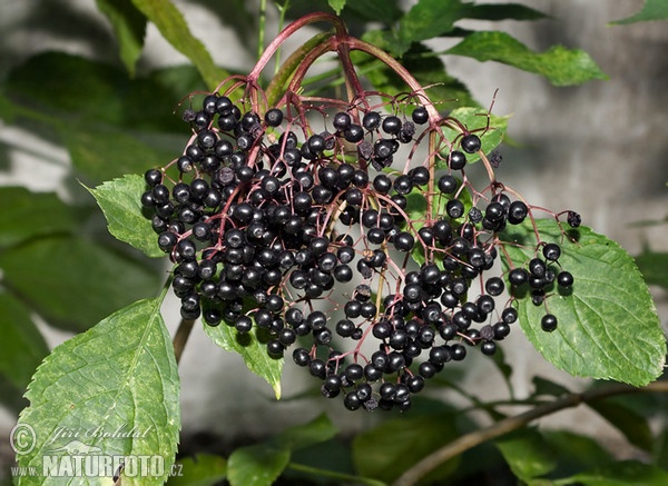 Schwarzer Holunder (Sambucus nigra)