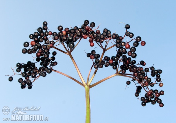 Schwarzer Holunder (Sambucus nigra)