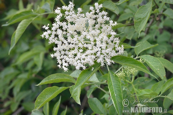 Schwarzer Holunder (Sambucus nigra)