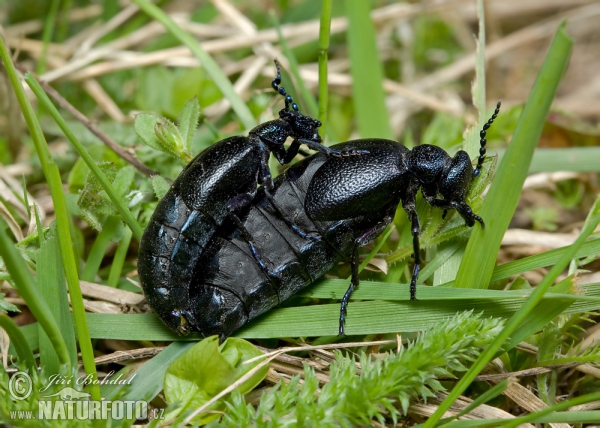 Schwarzer Maiwurm (Meloe proscarabaeus)